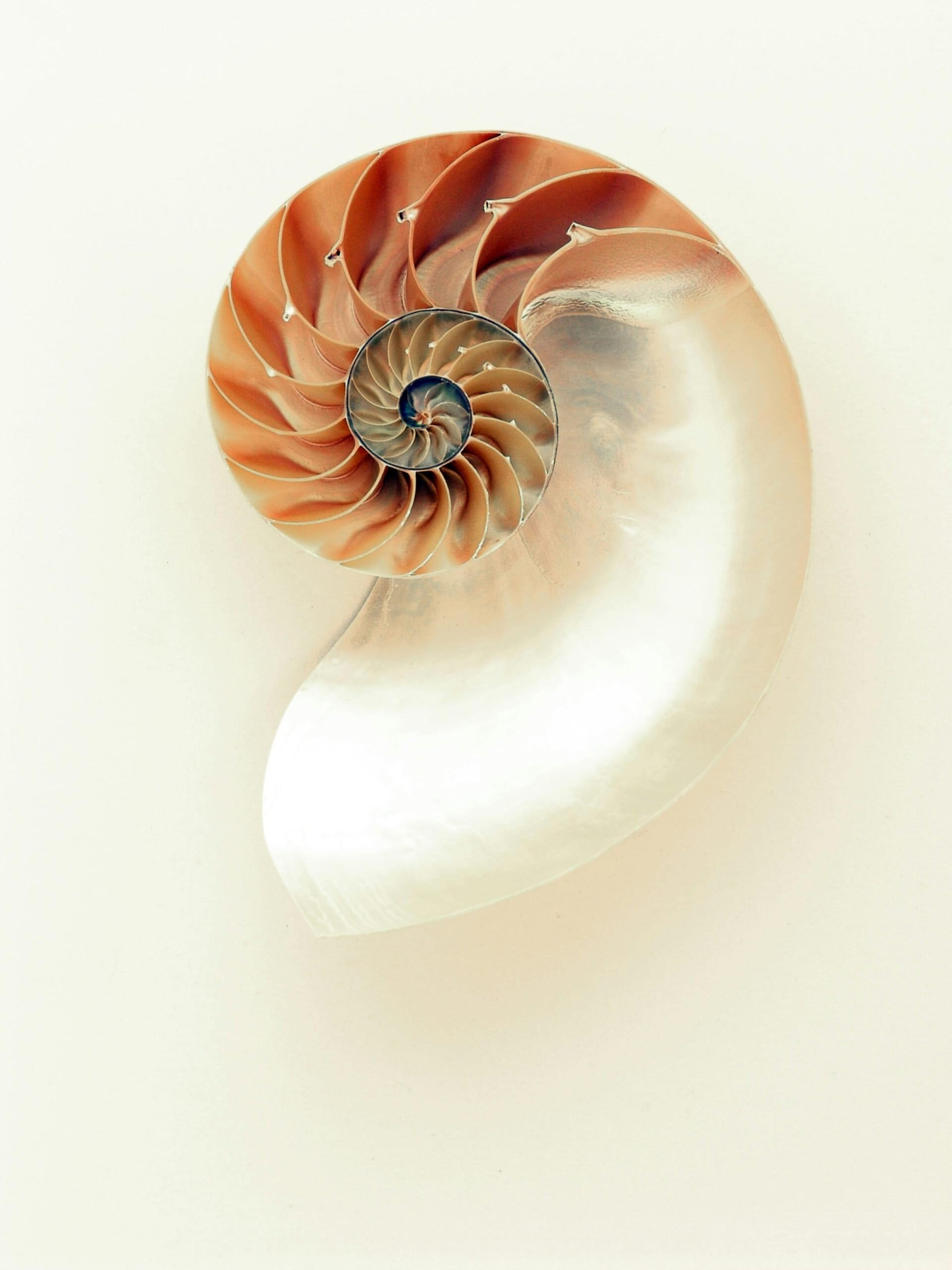 Fibonacci spirál inspiráció a longevity szemlélethez